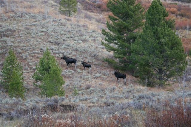 Moose Family